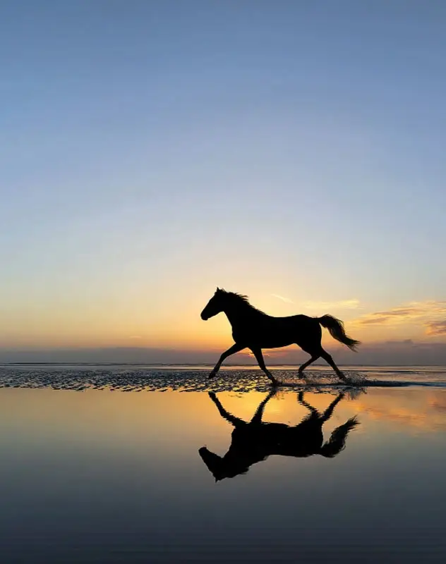 Horse riding on the beach